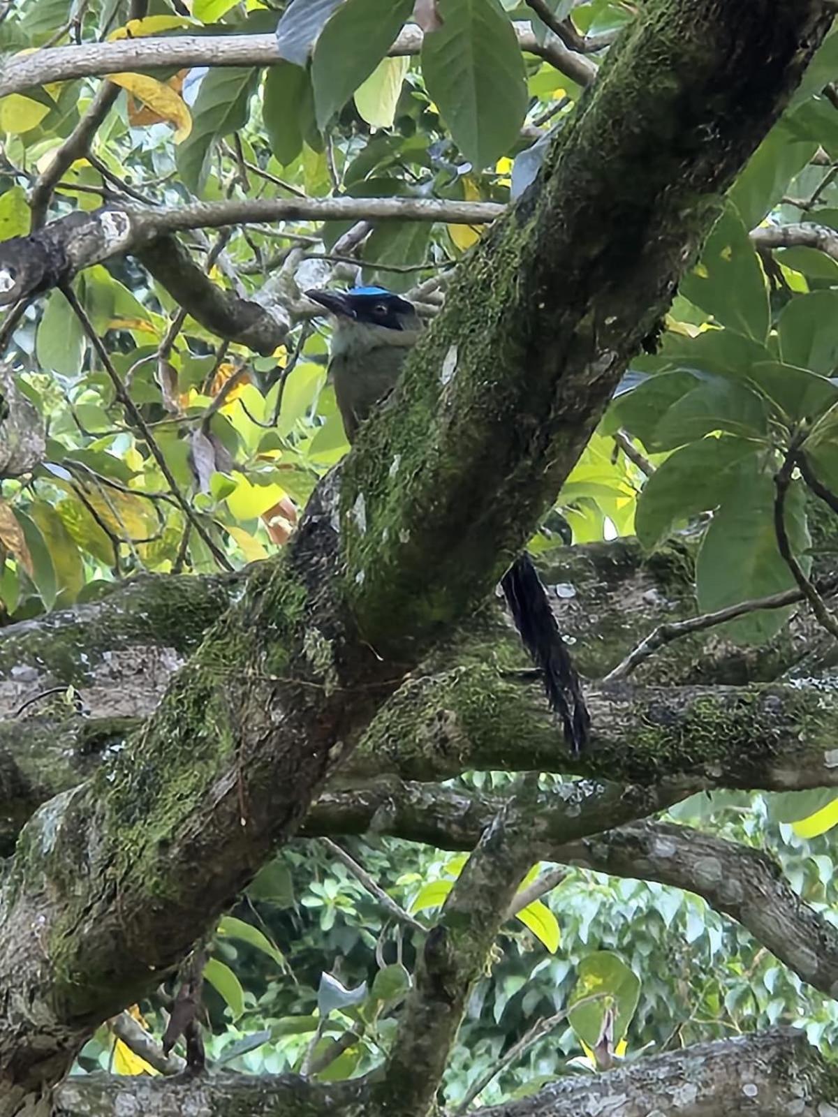 Hospedaje Campestre Providencia Villa Manizales Eksteriør bilde